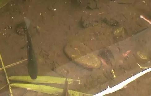 1530840537606204.jpg 14.jpg